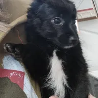 CJ, a male Pomeranian and Pomchi for sale in Bolivar, MO – Photo 4 of 10