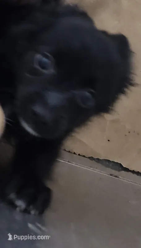 CJ – Pomeranian, Pomchi puppy for sale in Bolivar, MO