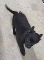 CJ, a male Pomeranian and Pomchi for sale in Bolivar, MO – Photo 2 of 10