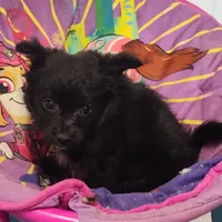 CJ, a male Pomeranian and Pomchi for sale in Bolivar, MO – Photo 9 of 10