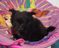 CJ, a male Pomeranian and Pomchi for sale in Bolivar, MO – Photo 7 of 7