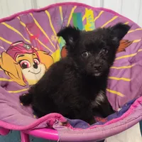 CJ, a male Pomeranian and Pomchi for sale in Bolivar, MO – Photo 7 of 10