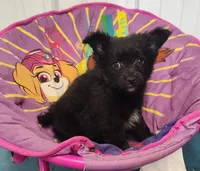 CJ, a male Pomeranian and Pomchi for sale in Bolivar, MO – Photo 3 of 7