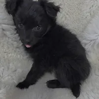 CJ, a male Pomeranian and Pomchi for sale in Bolivar, MO – Photo 6 of 10