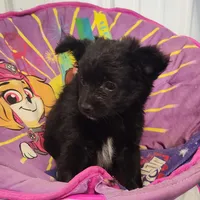 CJ, a male Pomeranian and Pomchi for sale in Bolivar, MO – Photo 8 of 10