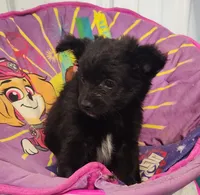 CJ, a male Pomeranian and Pomchi for sale in Bolivar, MO – Photo 4 of 7