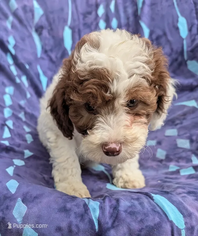 Dolly – Poodle - Miniature , Miniature Aussiedoodle puppy for sale in Bolivar, MO