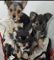 Maxwell , a male Chihuahua for sale in Bolivar, MO – Photo 4 of 10