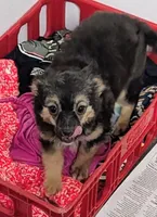 Maxwell , a male Chihuahua for sale in Bolivar, MO – 3 of 10