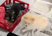 Maxwell , a male Chihuahua for sale in Bolivar, MO – 4 of 10