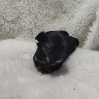 Maxwell , a male Chihuahua for sale in Bolivar, MO – Photo 8 of 10