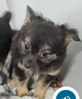 Maxwell , a male Chihuahua for sale in Bolivar, MO – Photo 3 of 10