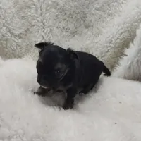 Maxwell , a male Chihuahua for sale in Bolivar, MO – Photo 9 of 10