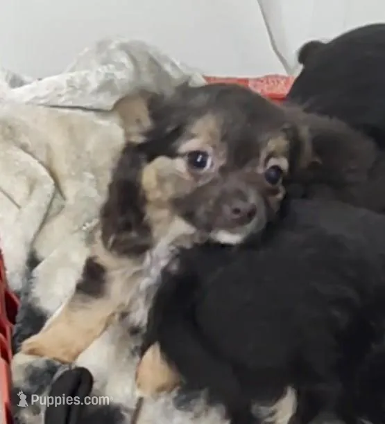 Maxwell  – Chihuahua puppy for sale in Bolivar, MO