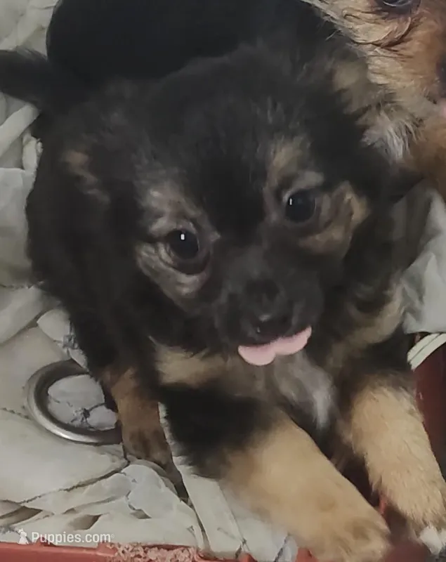 Maxwell  – Chihuahua puppy for sale in Bolivar, MO