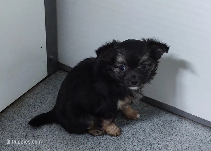 Maxwell  – Chihuahua puppy for sale in Bolivar, MO