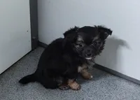 Maxwell , a male Chihuahua for sale in Bolivar, MO – Photo 4 of 10