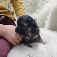 Maxwell , a male Chihuahua for sale in Bolivar, MO – Photo 1 of 10