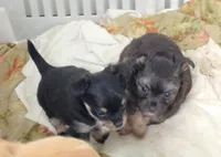 Maxwell , a male Chihuahua for sale in Bolivar, MO – Photo 7 of 10