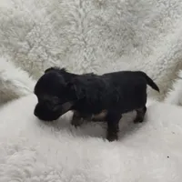 Maxwell , a male Chihuahua for sale in Bolivar, MO – Photo 6 of 10