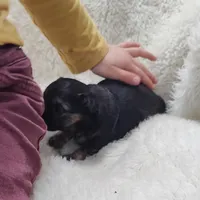 Maxwell , a male Chihuahua for sale in Bolivar, MO – Photo 10 of 10