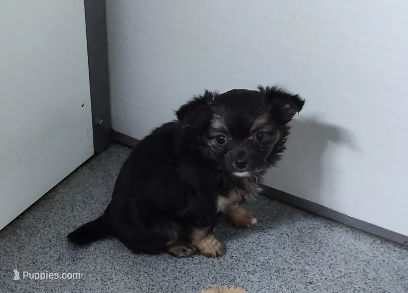 Maxwell  – Chihuahua puppy for sale in Bolivar, MO