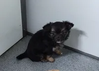 Maxwell , a male Chihuahua for sale in Bolivar, MO – Photo 3 of 10