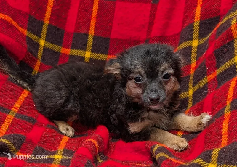 Maxwell  – Chihuahua puppy for sale in Bolivar, MO