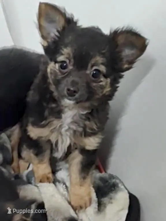 Maxwell  – Chihuahua puppy for sale in Bolivar, MO