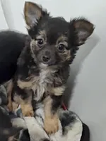 Maxwell , a male Chihuahua for sale in Bolivar, MO – Photo 1 of 10