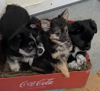 Maxwell , a male Chihuahua for sale in Bolivar, MO – 9 of 10