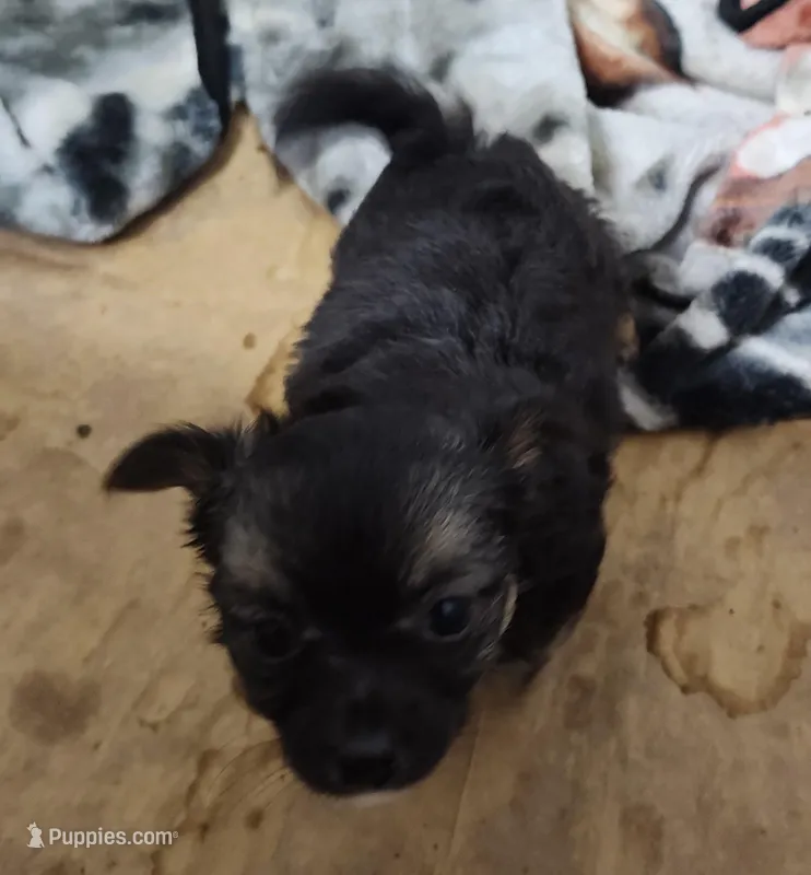Maxwell  – Chihuahua puppy for sale in Bolivar, MO
