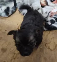 Maxwell , a male Chihuahua for sale in Bolivar, MO – Photo 5 of 10