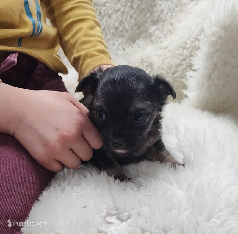 Maxwell  – Chihuahua puppy for sale in Bolivar, MO