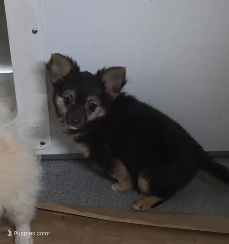 Maxwell  – Chihuahua puppy for sale in Bolivar, MO