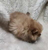 Murphy , a male Pomeranian for sale in Bolivar, MO – Photo 6 of 6