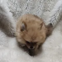 Murphy , a male Pomeranian for sale in Bolivar, MO – Photo 2 of 6