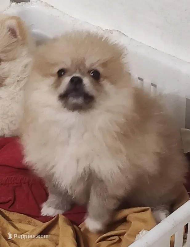 Murphy  – Pomeranian puppy for sale in Bolivar, MO