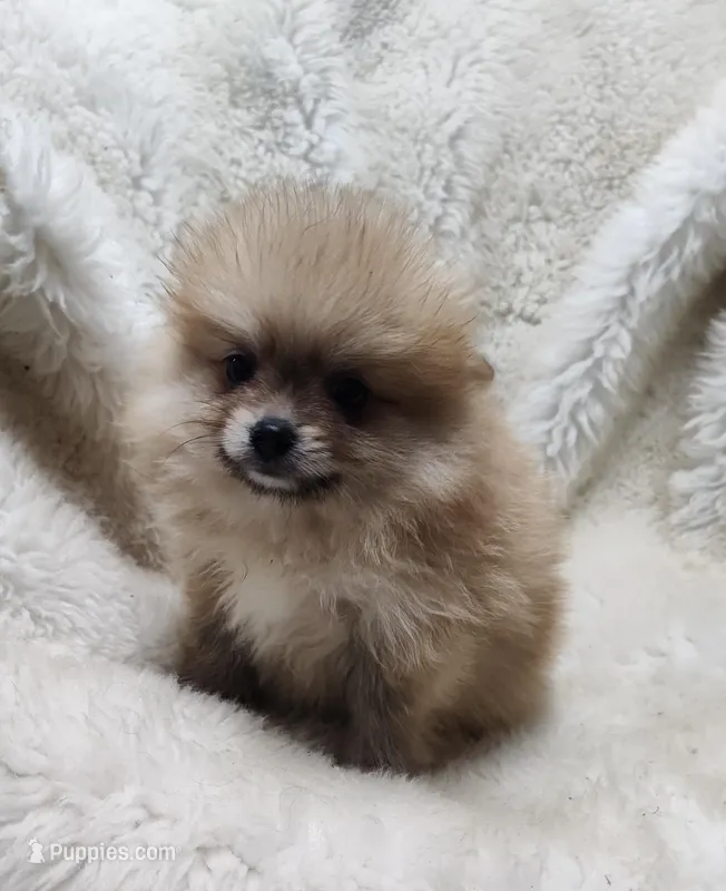 Murphy  – Pomeranian puppy for sale in Bolivar, MO