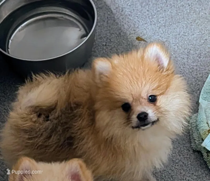 Murphy  – Pomeranian puppy for sale in Bolivar, MO