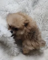 Murphy , a male Pomeranian for sale in Bolivar, MO – Photo 4 of 6