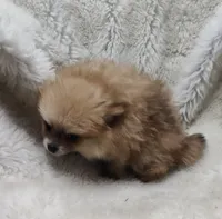 Murphy , a male Pomeranian for sale in Bolivar, MO – Photo 5 of 6