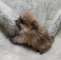 Murphy , a male Pomeranian for sale in Bolivar, MO – Photo 3 of 6