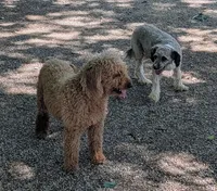 Shay, a female Poodle - Miniature  and Miniature Aussiedoodle for sale in Bolivar, MO – 3 of 3