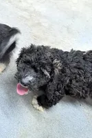 Manual , a male Goldendoodle and Miniature Goldendoodle for sale in Bolivar, MO – 2 of 10