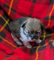 Georgia , a female Poodle - Toy  for sale in Bolivar, MO – 2 of 6
