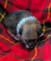 Georgia , a female Poodle - Toy  for sale in Bolivar, MO – 4 of 6