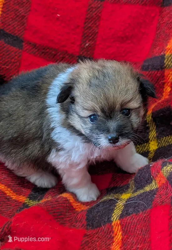 Georgia  – Poodle - Toy  puppy for sale in Bolivar, MO