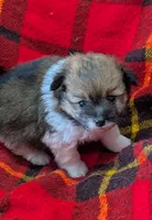 Georgia , a female Poodle - Toy  for sale in Bolivar, MO – 1 of 6