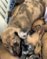 Terry, a male Miniature Dachshund for sale in Bolivar, MO – 4 of 4